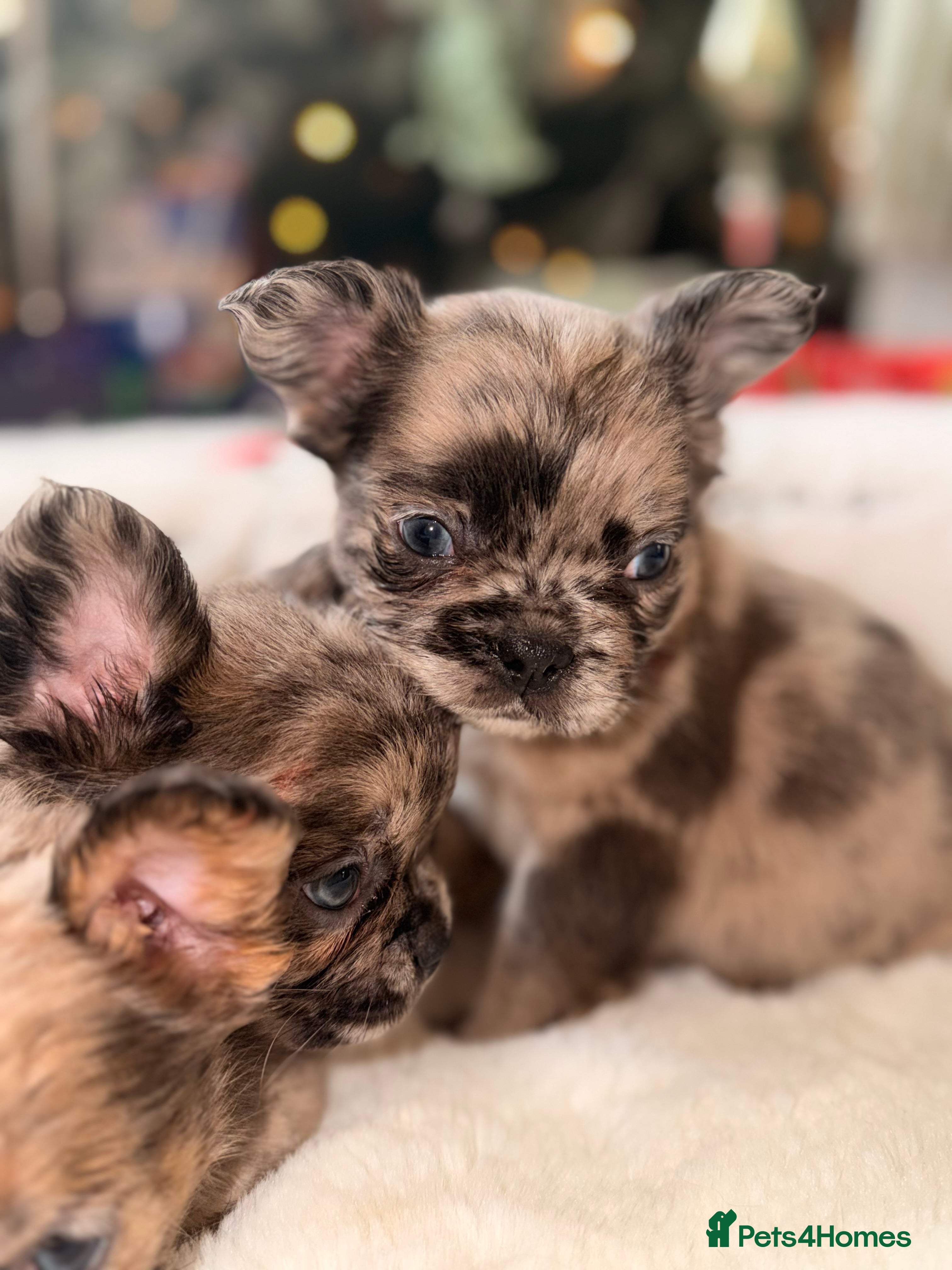 French Bulldog dogs 8 perfect fluffy visual French bulldogs dwkc 🧸🧸 - Advert 5