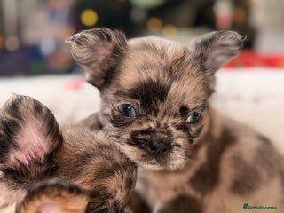 French Bulldog dogs 8 perfect fluffy visual French bulldogs dwkc 🧸🧸 - Advert 5