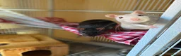 Rat rodents for sale: 2 female rats in Wymondham - Advert 1