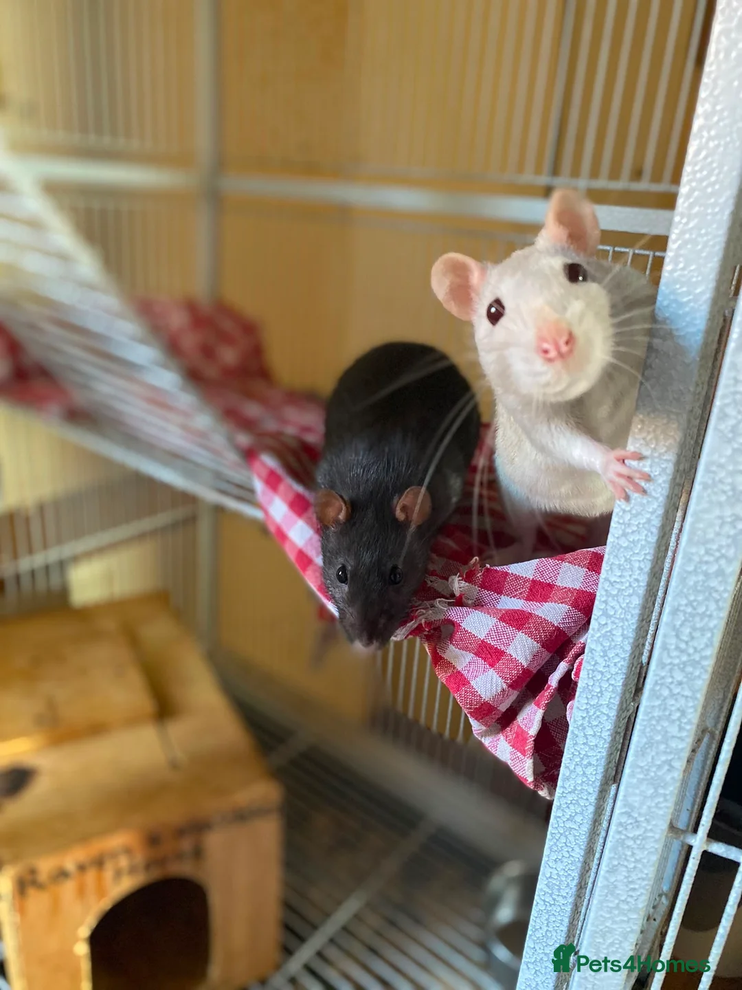 Rat rodents for sale: 2 female rats in Wymondham - Advert 1