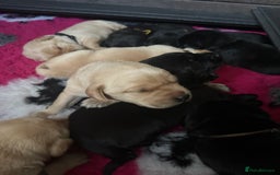 Labrador Retriever dogs for sale: Stunning KC Registered FoxRed/Black Labrador Pups  - Image 9