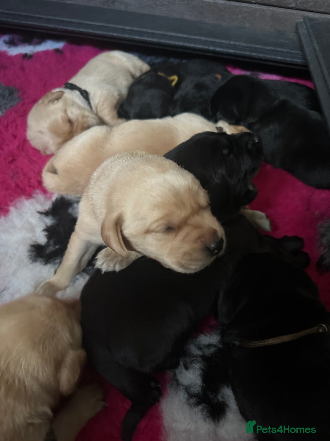 Labrador Retriever dogs for sale: Stunning KC Registered FoxRed/Black Labrador Pups  - Image 9