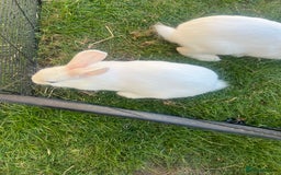 Mixed Breed rabbits for sale: Stunning blue eyed four bunnies ready for new home - Image 5
