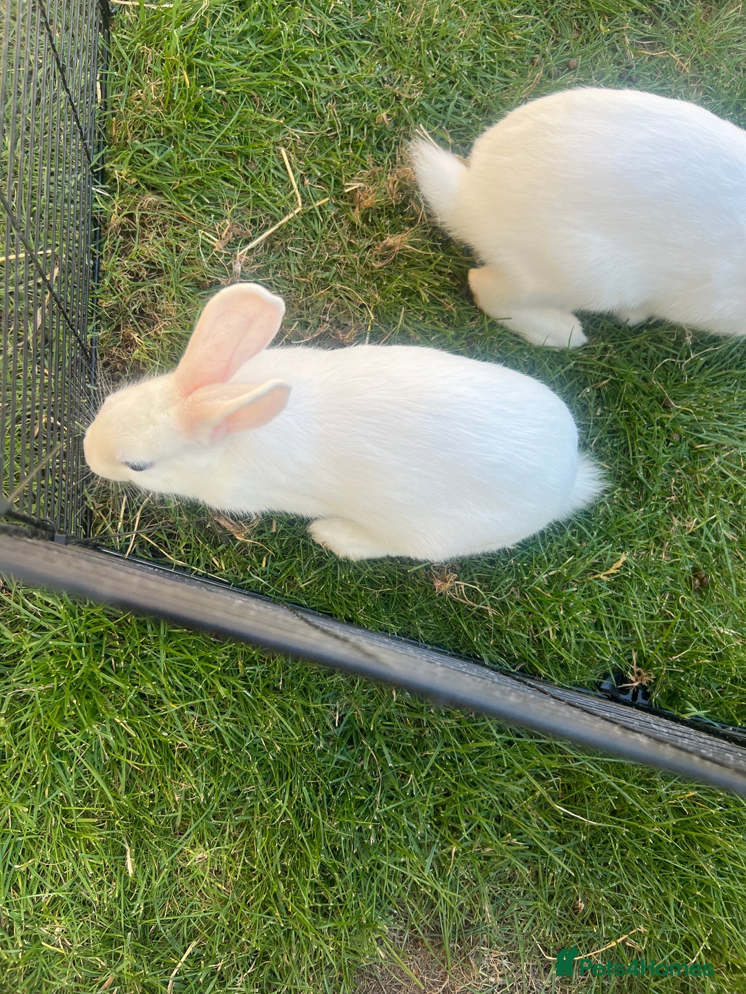 Mixed Breed rabbits for sale: Stunning blue eyed four bunnies ready for new home - Image 5