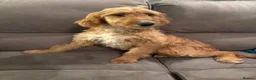 Irish Doodle dogs for sale: Irish Doodle Pups  - Advert 1
