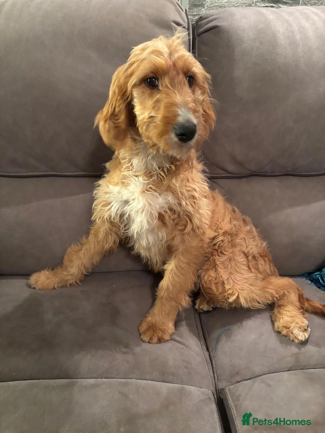 Irish Doodle dogs for sale: Irish Doodle Pups  - Advert 1