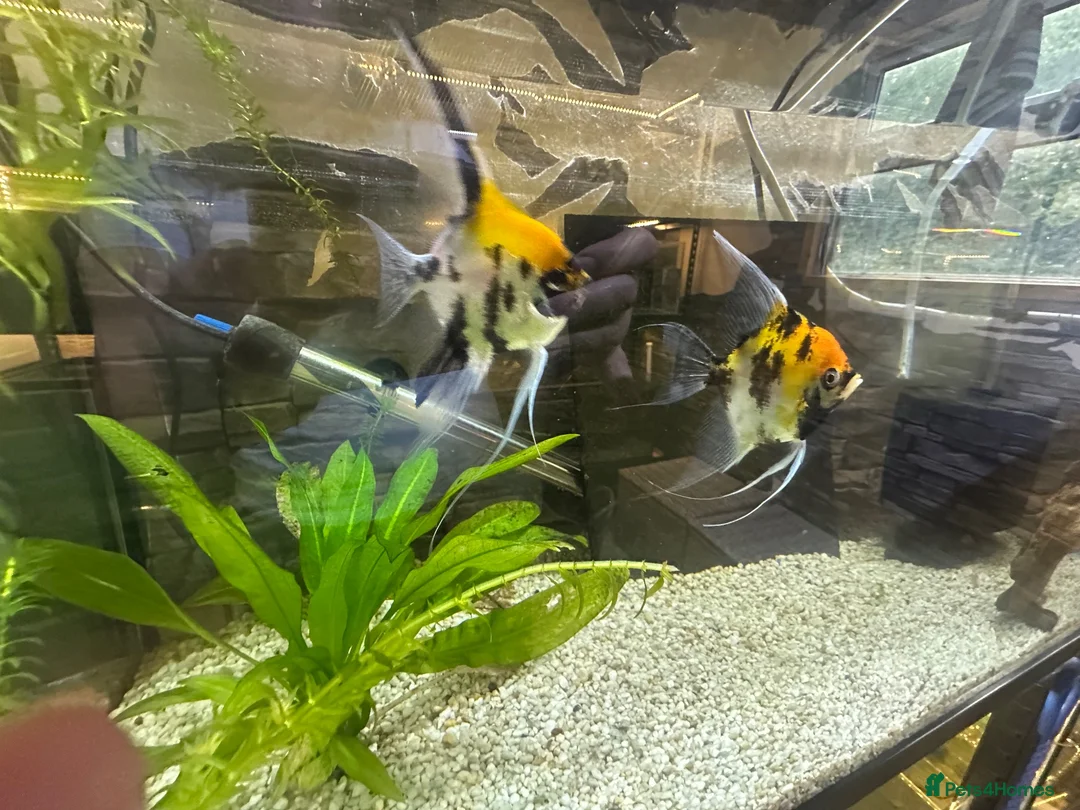 Angelfish fish for sale: Breeding Pair Koi Angel Fish - Advert 1