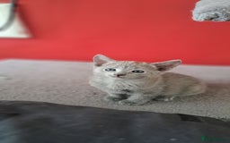 Russian Blue cats for sale: TICA Russian Blue Kittens Pedigree - Image 10