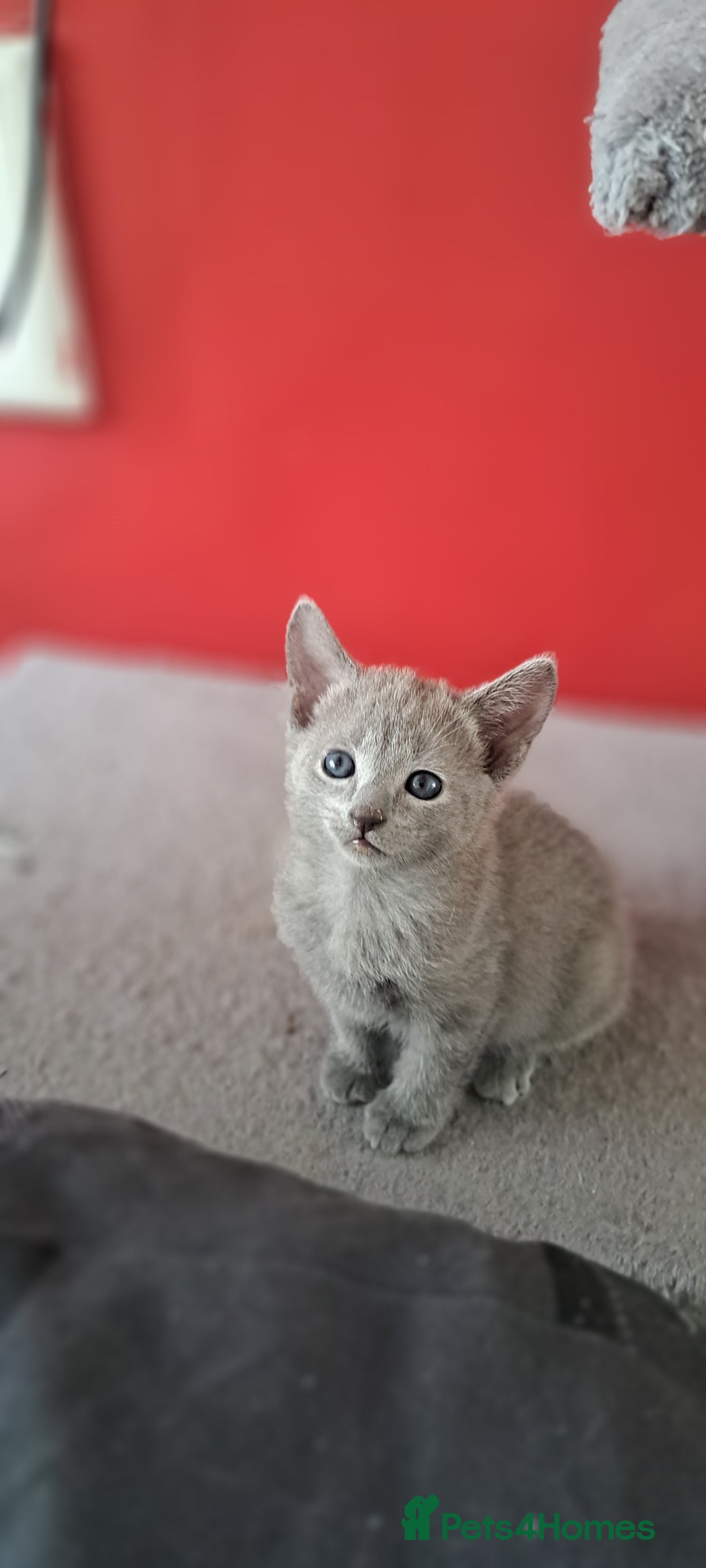 Russian Blue cats for sale: TICA Russian Blue Kittens Pedigree - Image 10