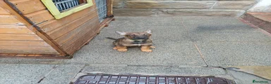 Belgian Shepherd Dog 4
