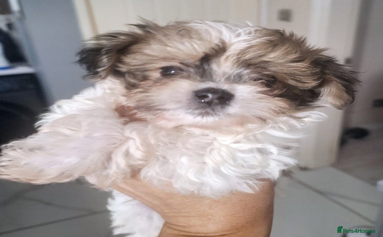 Havanese dogs - Advert 1