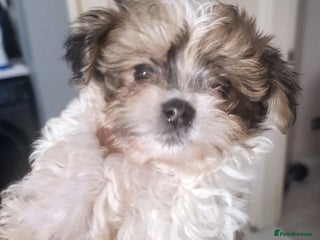 Havanese dogs - Advert 1