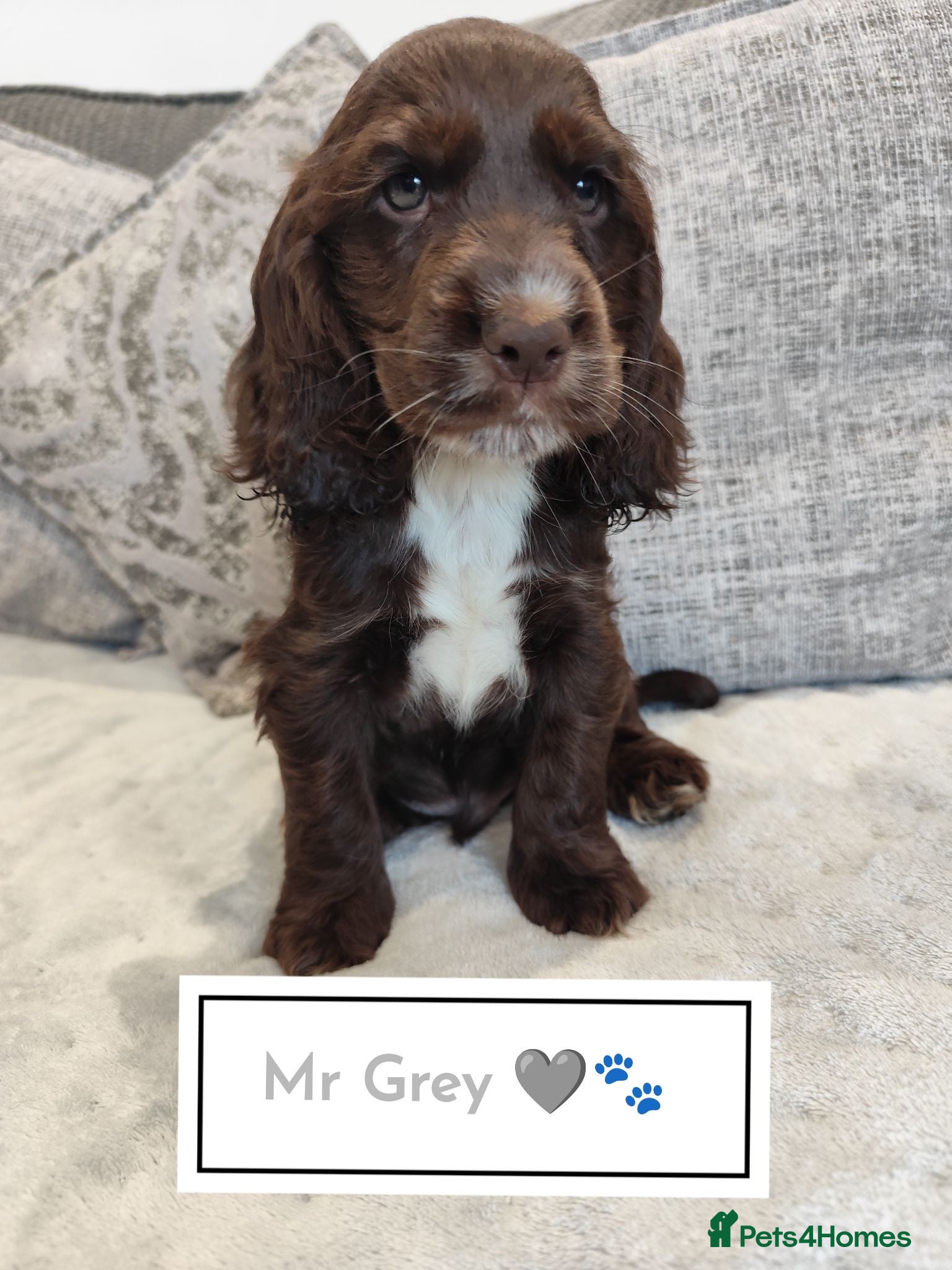 Cocker Spaniel dogs 🌟READY NOW🌟🐾 🐶 KC Show Cocker Puppies🐶🐾💕  - Advert 6