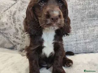Cocker Spaniel dogs 🌟READY NOW🌟🐾 🐶 KC Show Cocker Puppies🐶🐾💕 - Advert 6