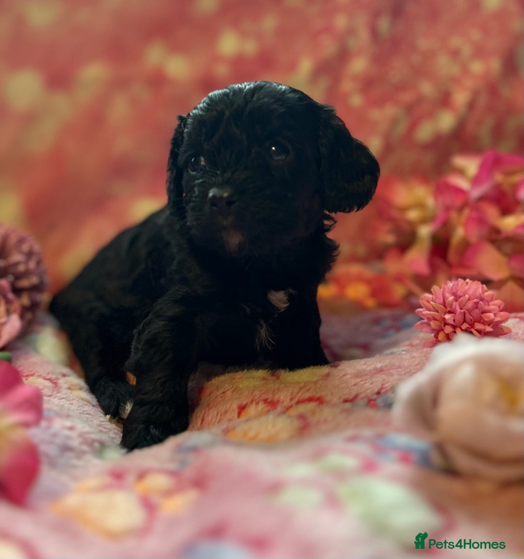 Cavapoo dogs for sale: F1 Cavapoo puppies 🐶  - Advert 23