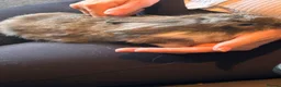 Mini Lion Lop rabbits for sale: Beautiful friendly lionlop babies - Advert 4