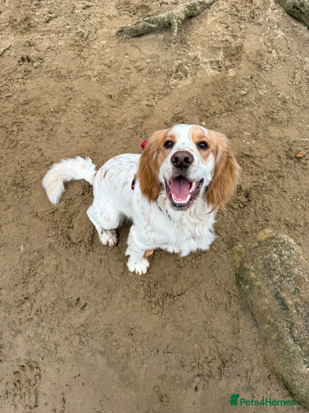 Cocker Spaniel dogs for stud: First Time Stud in Northallerton - Advert 1