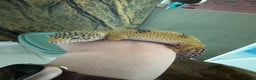 Gecko reptiles for sale: Female leopard gecko sale - Advert 4
