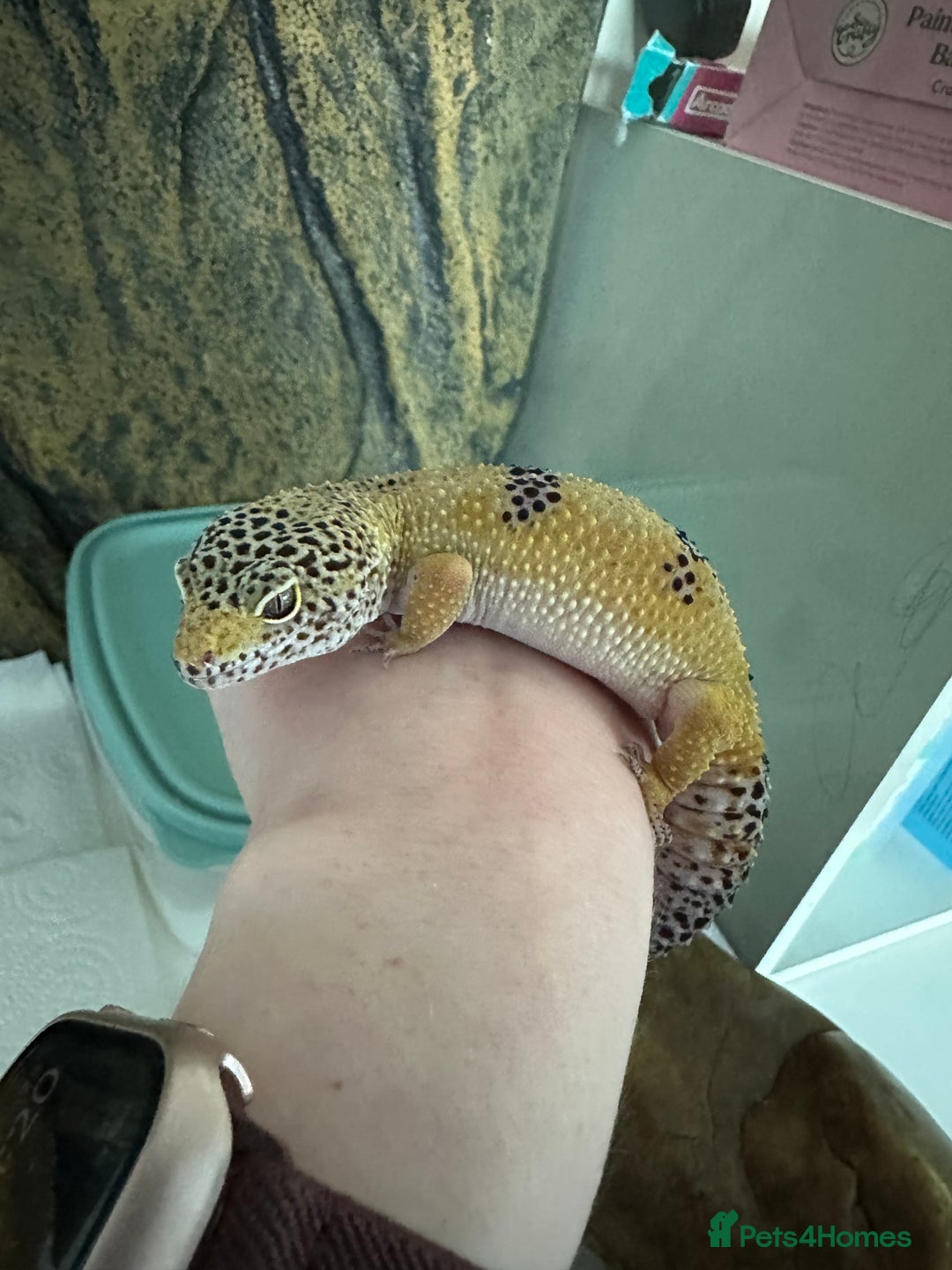 Gecko reptiles for sale: Female leopard gecko sale - Advert 4
