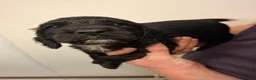 Cocker Spaniel dogs for sale: Black cocker spaniel puppies  - Advert 3