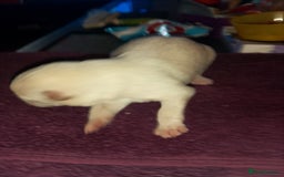 Mixed Breed dogs for sale: Northern Inuit x German shepherd puppies for sale  - Image 4