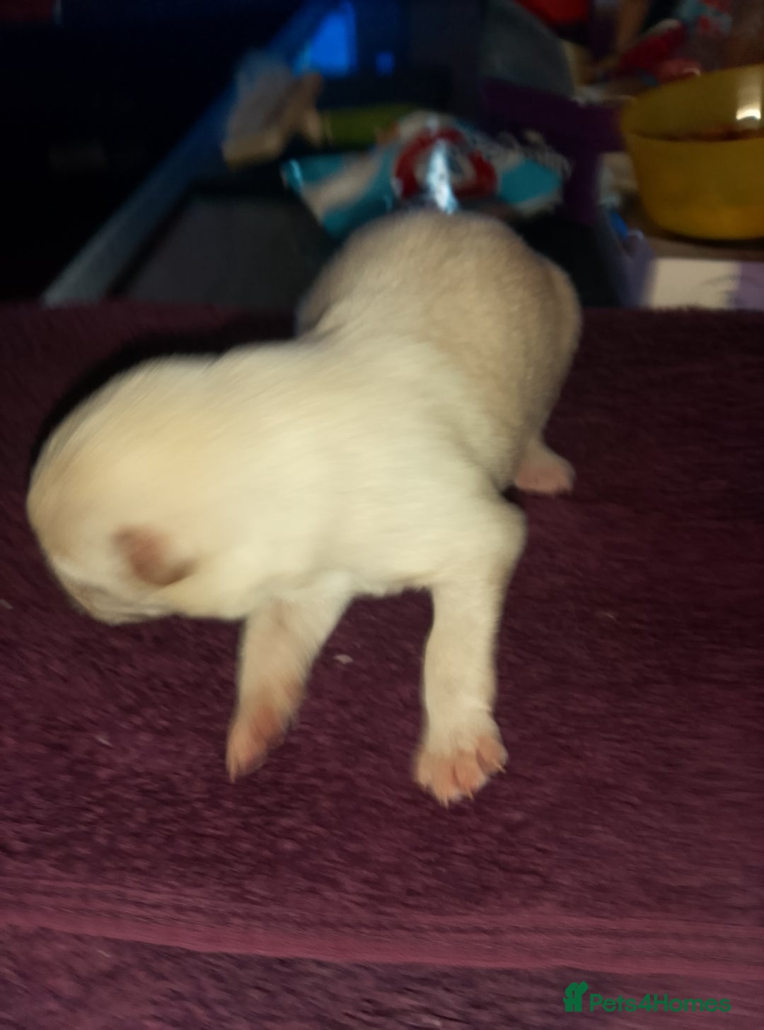 Mixed Breed dogs for sale: Northern Inuit x German shepherd puppies for sale  - Image 4