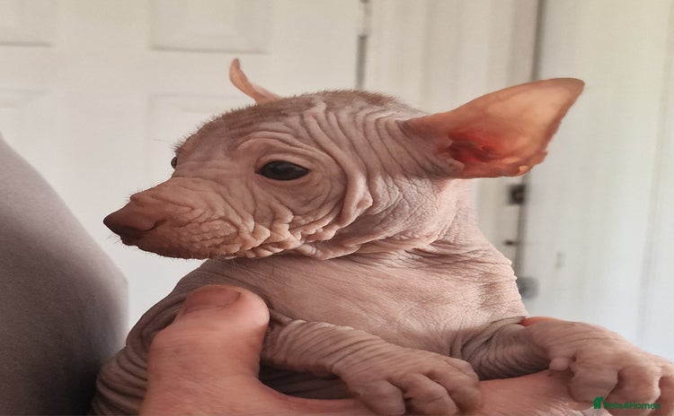 Mexican Hairless dogs - Advert 1