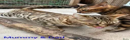 Bengal cats for sale: 🐾 Our beautiful Bengal kittens are now ready in Leicester - Advert 4