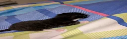 Mixed Breed cats for sale: Four kittens  - Advert 7