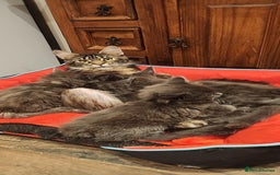 Maine Coon cats for sale: Maine coon purebred pedigre xl active in Barnsley - Image 34