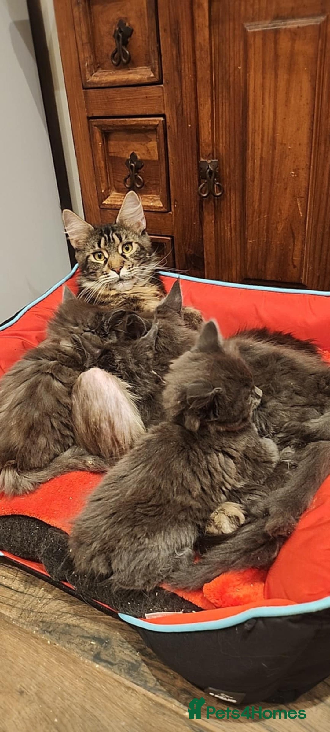 Maine Coon cats for sale: Maine coon purebred pedigre xl active in Barnsley - Image 34