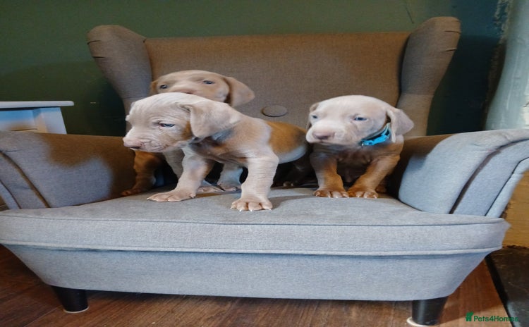 Weimaraner dogs Beautiful weimaraner puppies - Advert 1