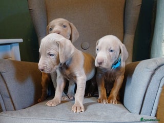 Weimaraner dogs Beautiful weimaraner puppies - Advert 8
