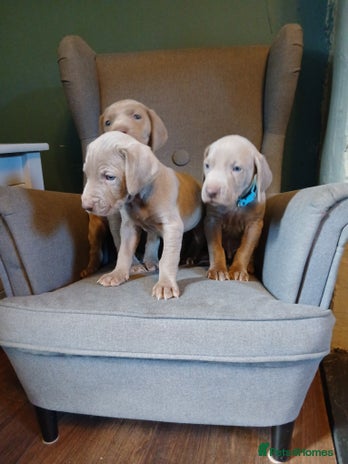 Weimaraner dogs Beautiful weimaraner puppies - Advert 1
