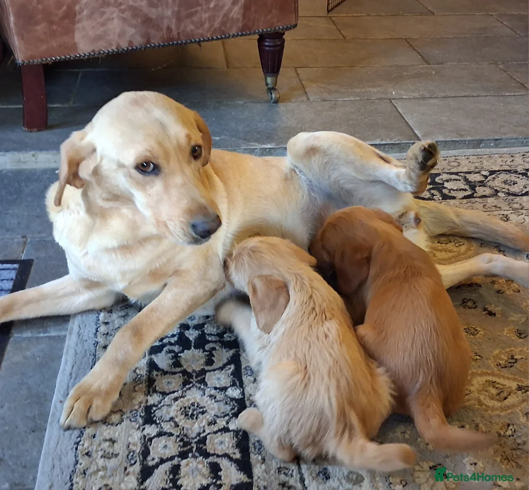 Labradoodle dogs for sale: Miniature Labradoodle Puppies - Advert 8