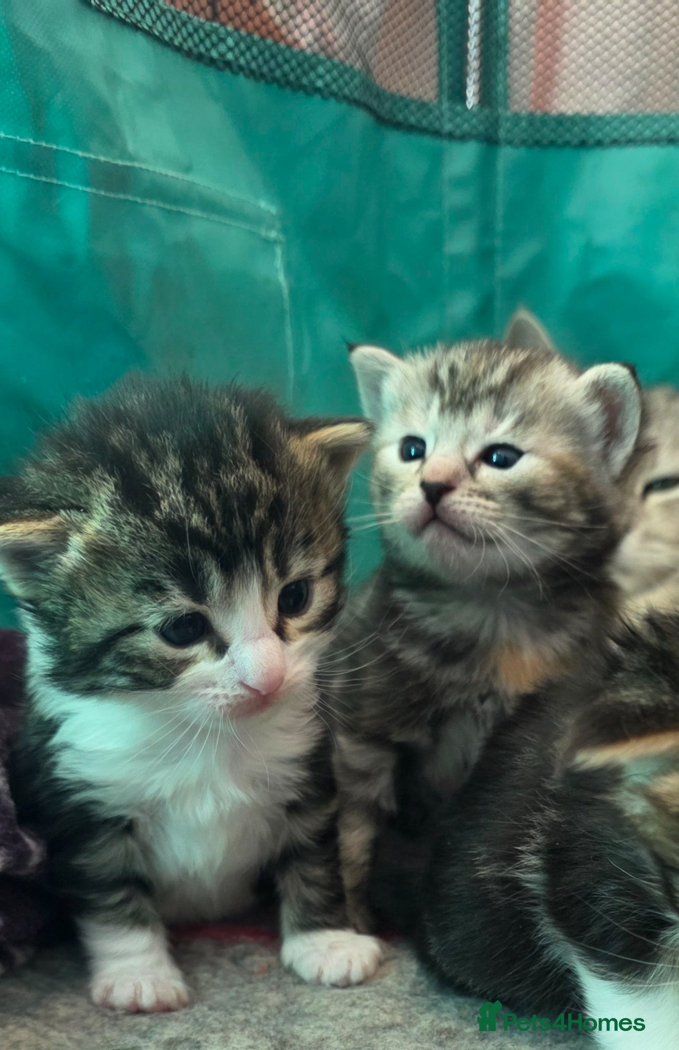 Mixed Breed cats Maincoon x British short hair  - Advert 1