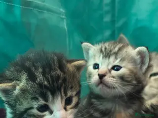 Mixed Breed cats Maincoon x British short hair - Advert 1