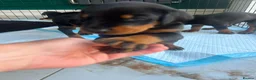 Dobermann dogs for sale: ABSOLUTELY STUNNING DOBERMAN PUPPIES FOR SALE in Boston - Advert 15