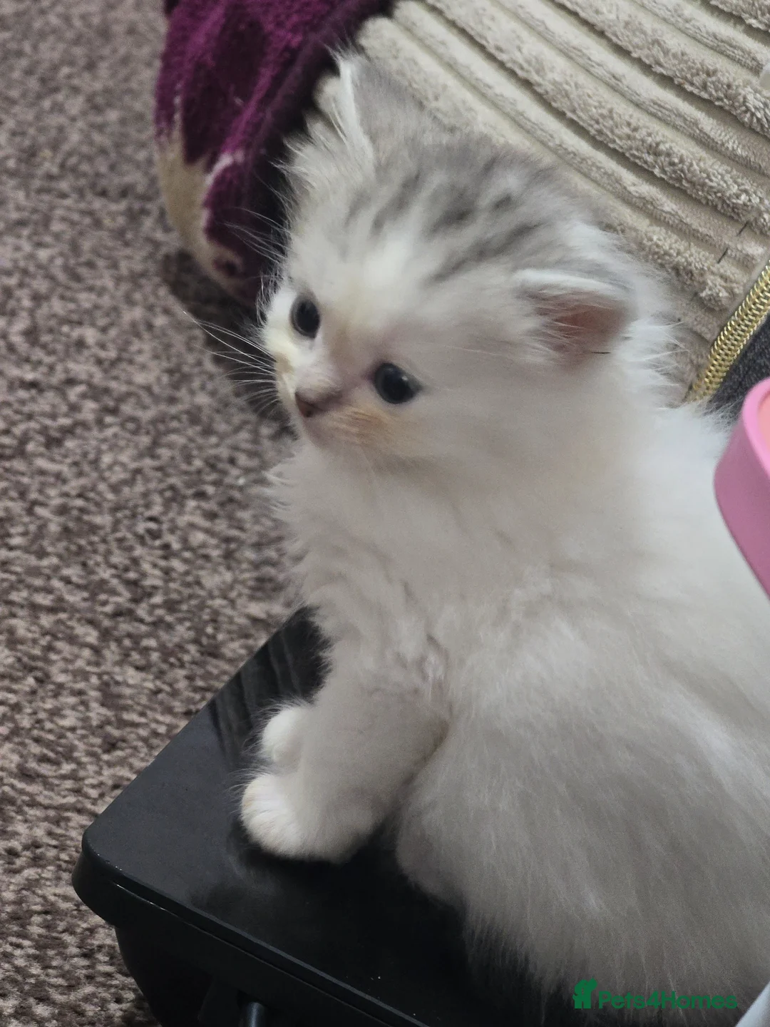 Mixed Breed cats for sale: Lovely Kittens for Sale 🐾 Low Allergy Risk  - Advert 12