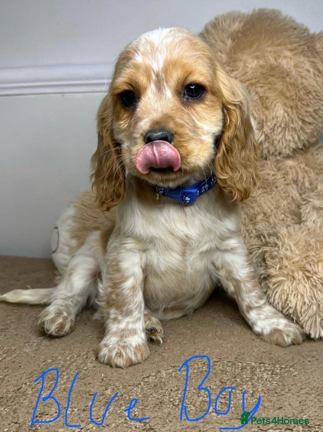Cavapoo dogs for sale: F2 Cavapoo puppies 🐶 - Advert 12