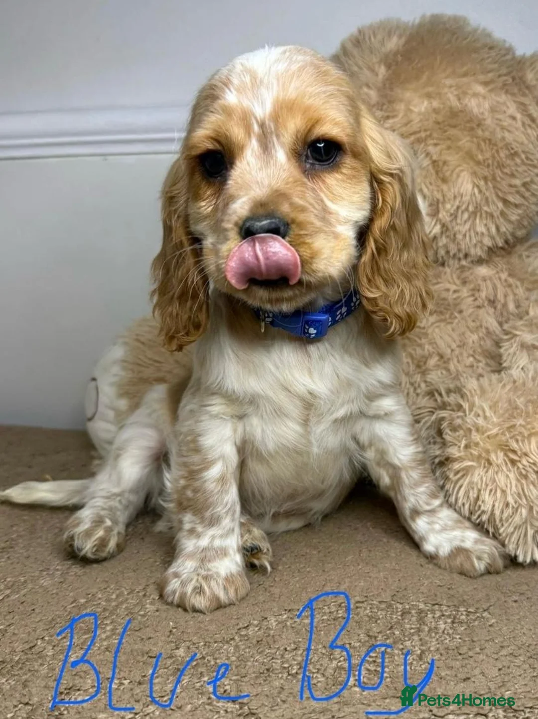 Cavapoo dogs for sale: F2 Cavapoo puppies 🐶 - Advert 12
