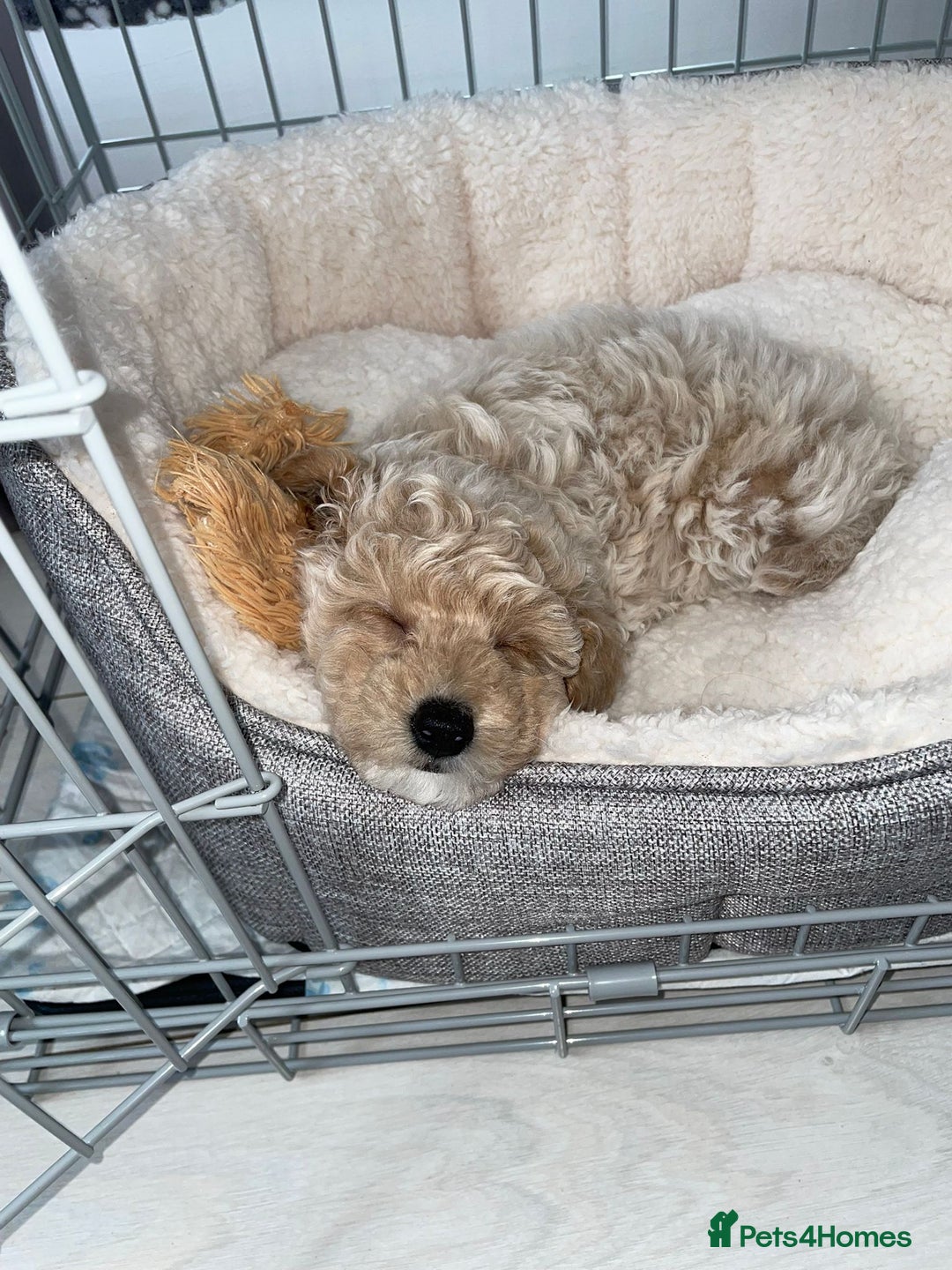 Toy Poodle dogs for stud: Black Phantom Toy Poodle PROVEN - Advert 17