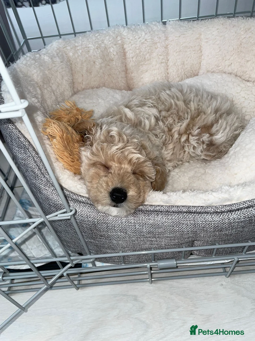 Toy Poodle dogs for stud: Black Phantom Toy Poodle PROVEN - Advert 17