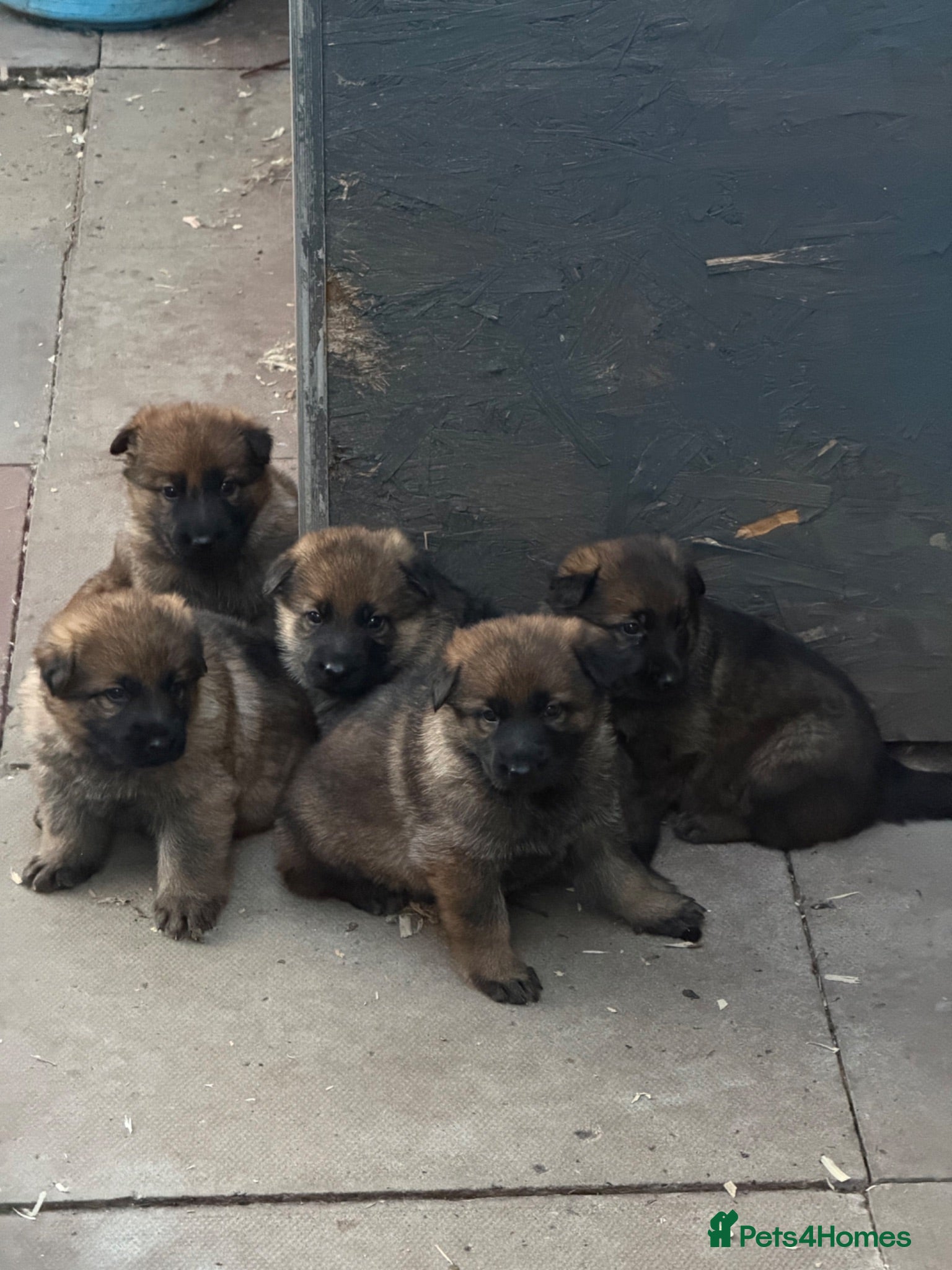 German Shepherd dogs GSD pups - Advert 2