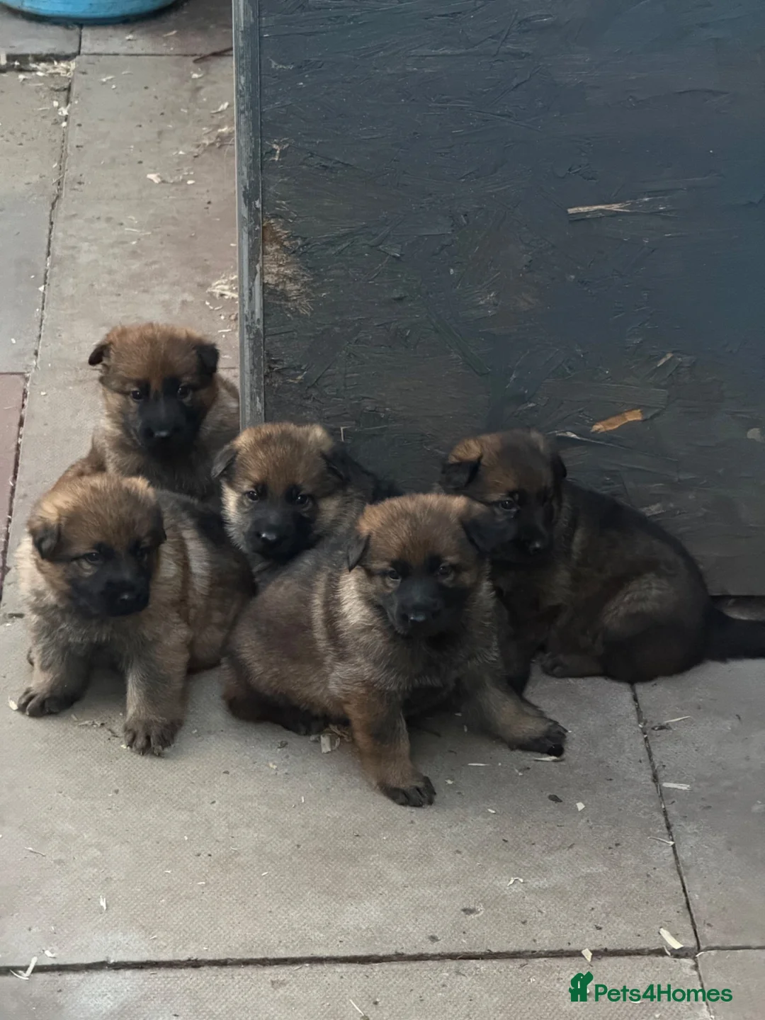 German Shepherd dogs for sale: GSD pups - Advert 2