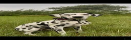 Dalmatian dogs for sale: Female deaf Dalmatian  in Southsea - Advert 6
