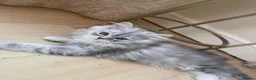 Persian cats for sale: Beautiful Persian Kittens Looking for Loving Homes - Advert 3