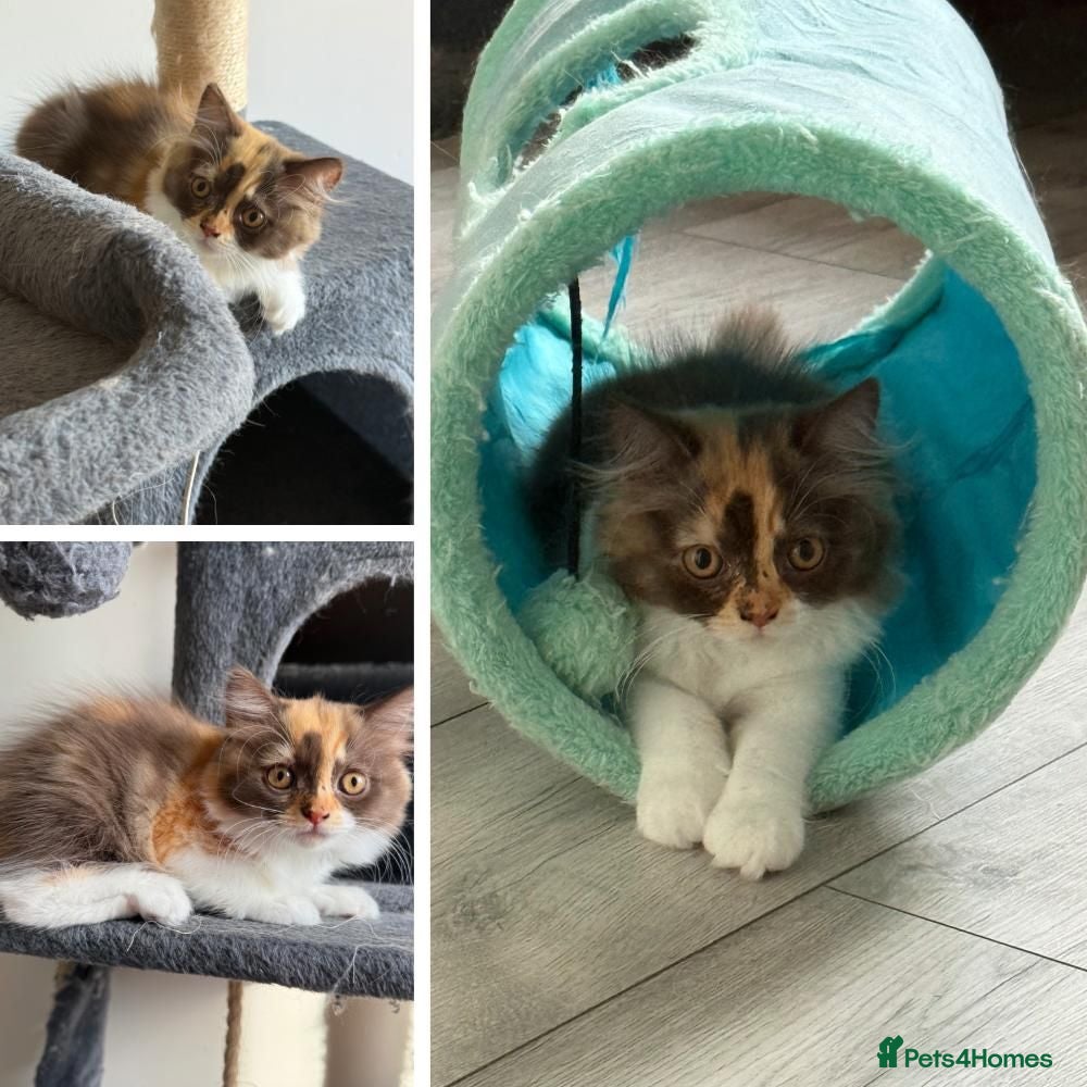 British Longhair cats British Longhair Chocolate tortie girl😻 Ready now - Advert 1