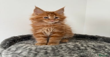 Maine Coon cats - Advert 9
