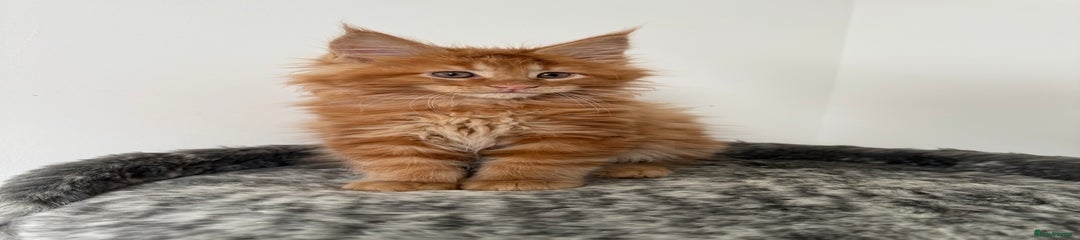 Maine Coon Kitten 2